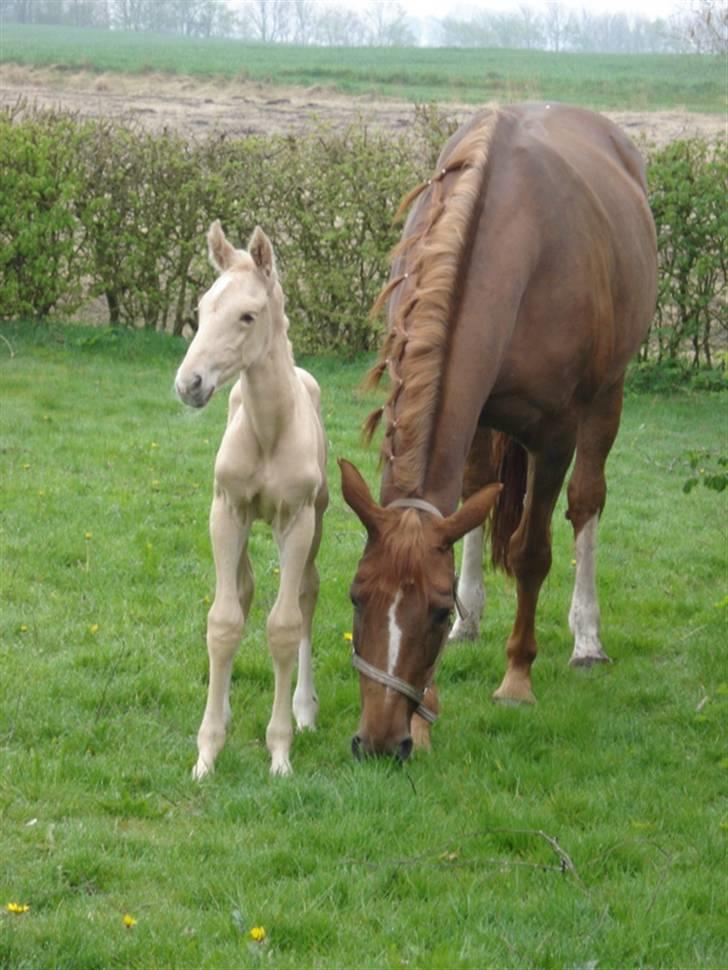 Palomino Gold Magnum X *SOLGT* billede 9