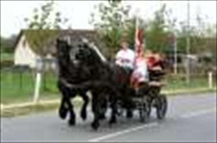 Frieser Bink - Bink og Felix køre konfirmation 2009. Det er 5 gang Bink er for vogn... billede 1