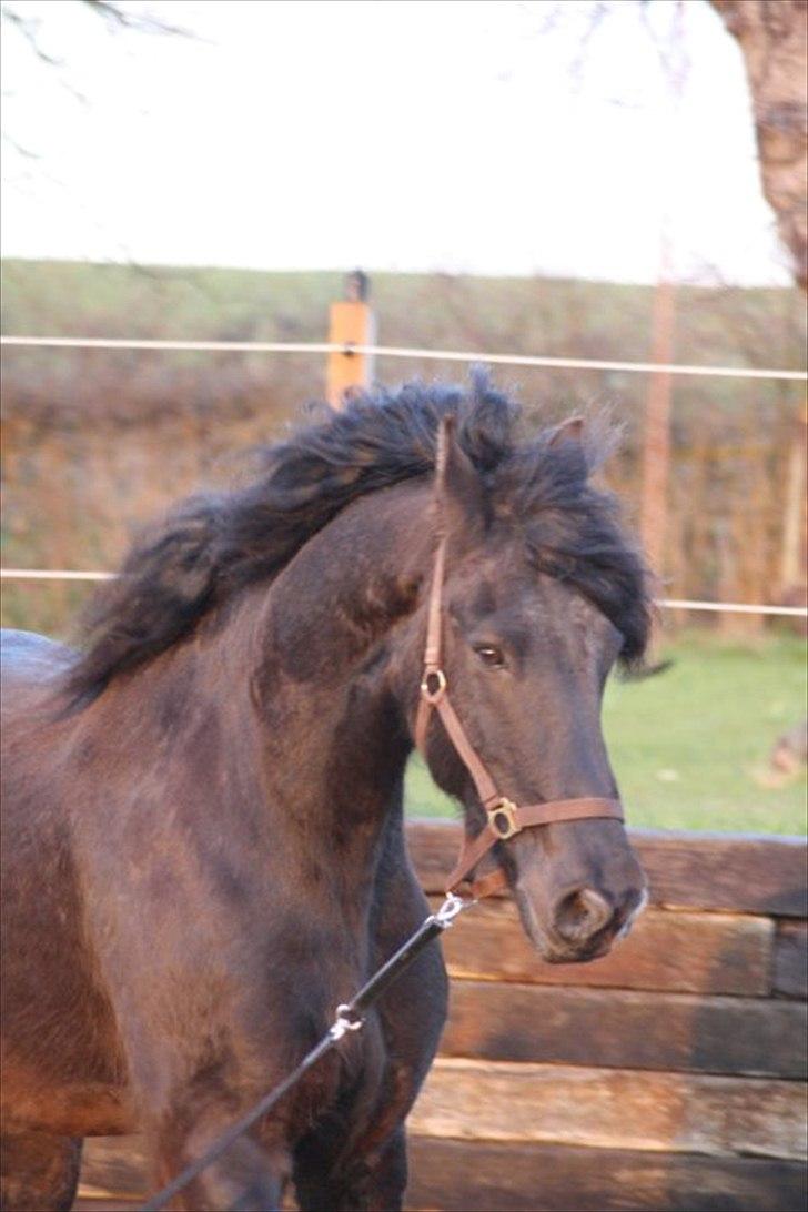 Frieser Bink - Foråret 2010 billede 2