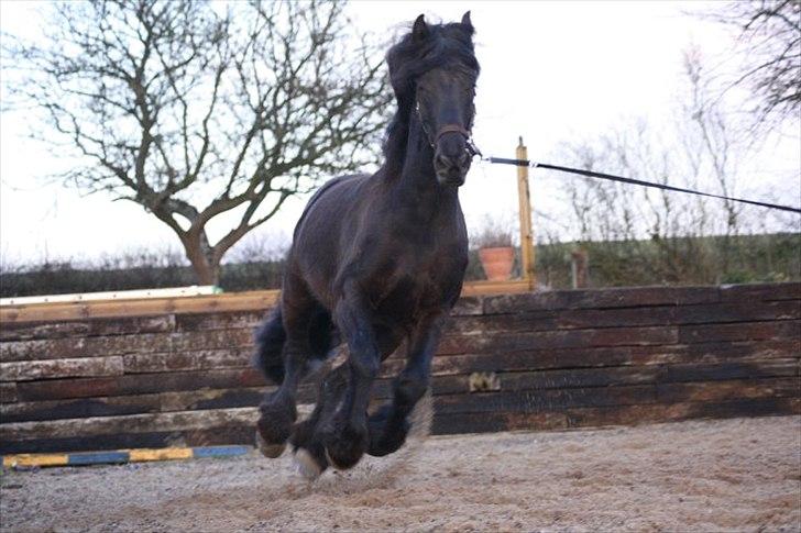 Frieser Bink - BInk foråret 2010 billede 3