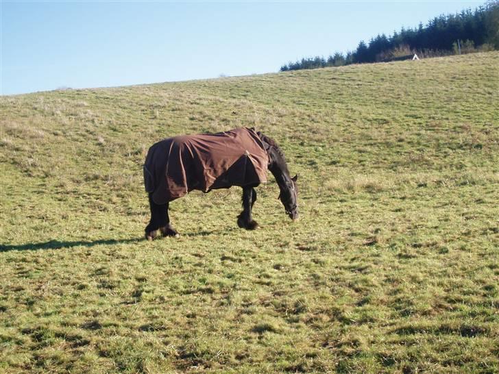 Frieser Bink - Efteråret 2007  billede 5