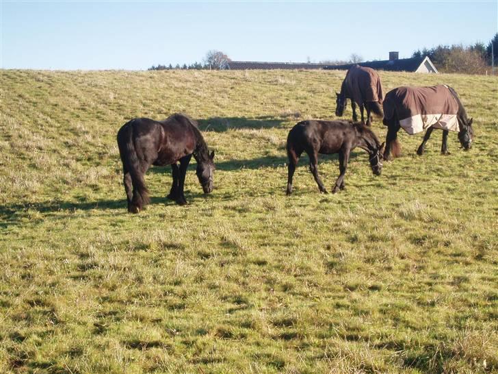 Frieser Bink - Bink og hans fold kammerater, Aaltje, Zultan og Narda alle friesere billede 6