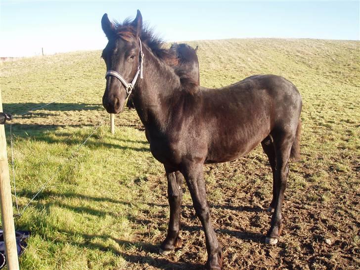 Frieser Zultan von Indegården - Zultan efteråret 2007  billede 1