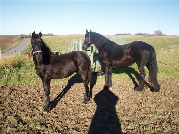 Frieser Zultan von Indegården - Zultan og hans dejlige mor Aaltje billede 2