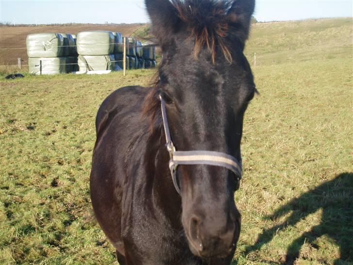 Frieser Zultan von Indegården - Halløjsa, hvad er det du har i hånden?? noget jeg kan spise?? billede 3