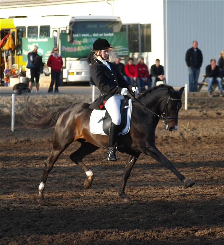 Tysk Sportspony Kirz Kaninpil Kærlund - Øgning på Morsø 2008 :D maj 08. Foto: Mia Bach Riis (HorsePictures.dk) billede 12