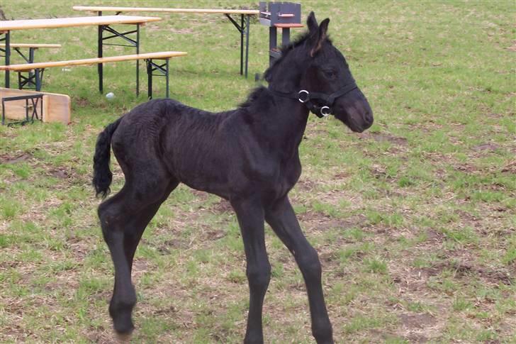 Frieser Zultan von Indegården - Her er jeg... Ikke særlig gammel. Puha det er nogen lange ben billede 4