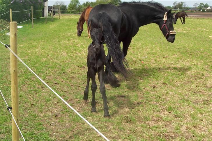 Frieser Zultan von Indegården - Min mor og jeg.. billede 5
