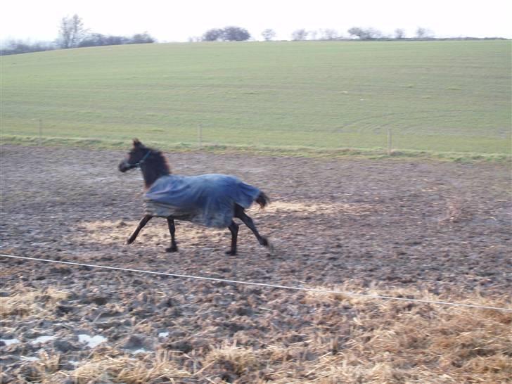 Frieser Zultan von Indegården - Er livet ikke bare skønt...... billede 6