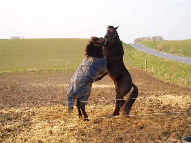 Frieser Zultan von Indegården - Zultan (ham med dækkenet) og Schabli leger...  billede 7