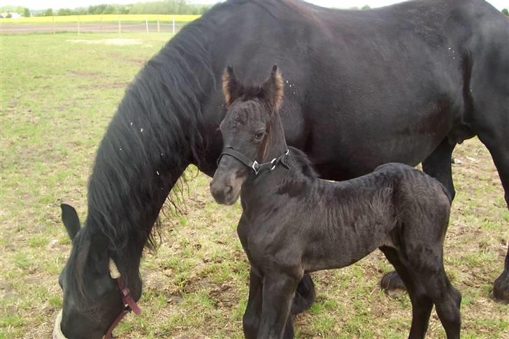Frieser Zultan von Indegården - Skønne Zultan og Aaltje billede 8