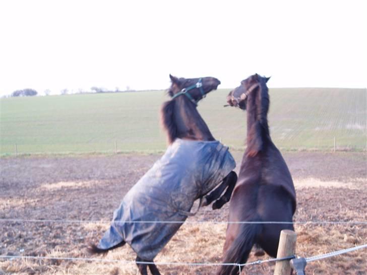 Frieser Zultan von Indegården - Her er vi igen..... billede 9