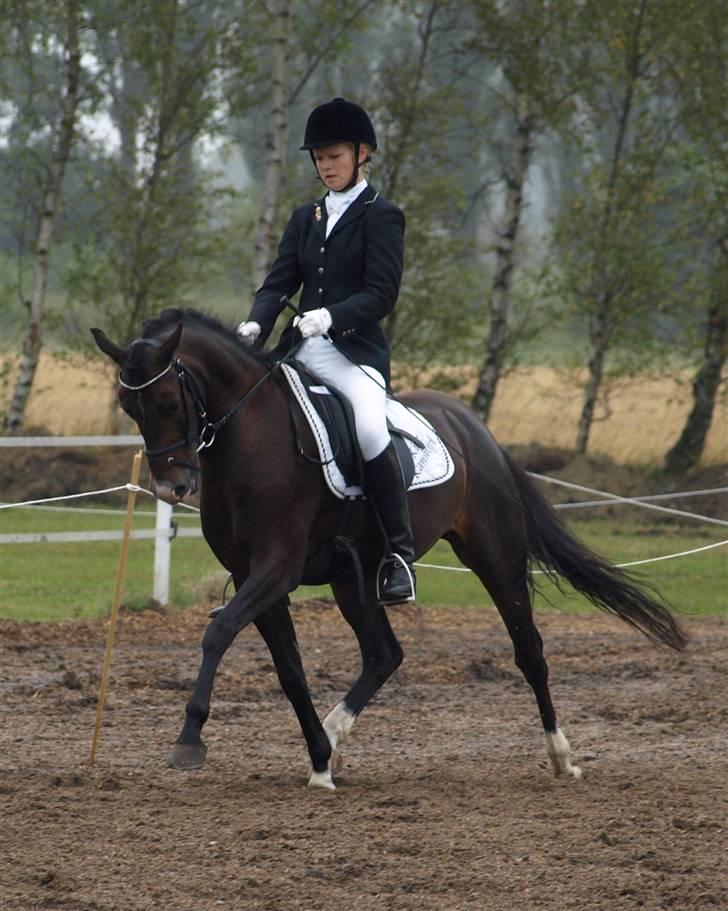 Tysk Sportspony Kirz Kaninpil Kærlund - Kaninen på opvarmningen til DM :D aug 08. Foto: Mia Bach Riis (HorsePictures.dk) billede 13