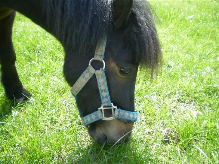 Shetlænder Daytripper - Smukke Dayti ude på folden. billede 12