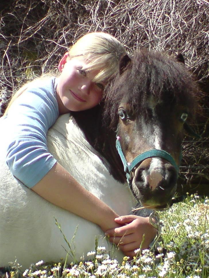 Shetlænder Lurifax <3  - Hygge :)   . ( nu har han også lært  "dæk") så mangler vi kun "sit" ;P billede 19