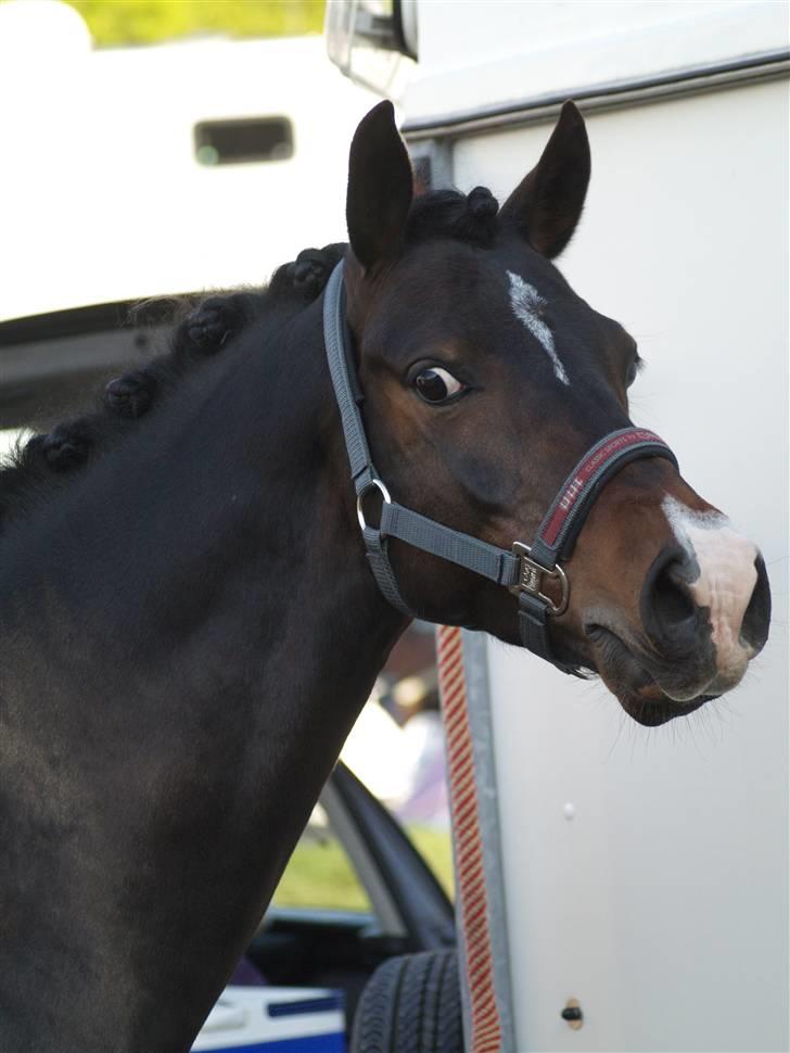 Tysk Sportspony Kirz Kaninpil Kærlund - Nårh, min lille vrinsketrold :D maj 08. - (HorsePictures.dk) billede 14