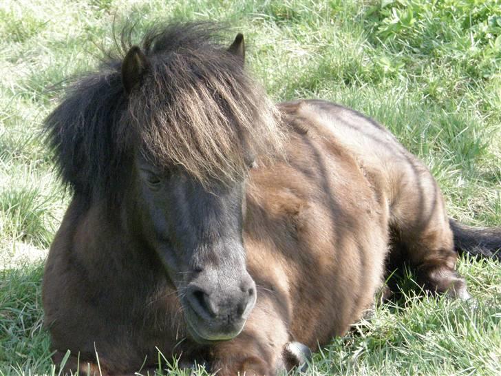 Shetlænder Smut  - Smutti sover til middag det lille pus <33 billede 20