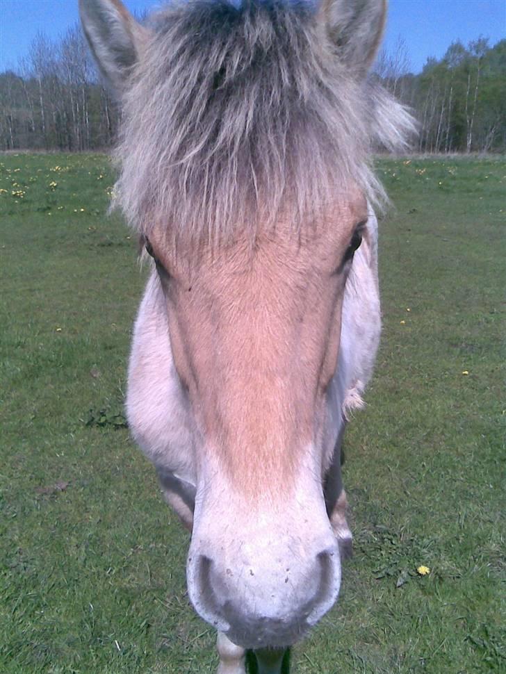 Fjordhest Schweppes billede 4