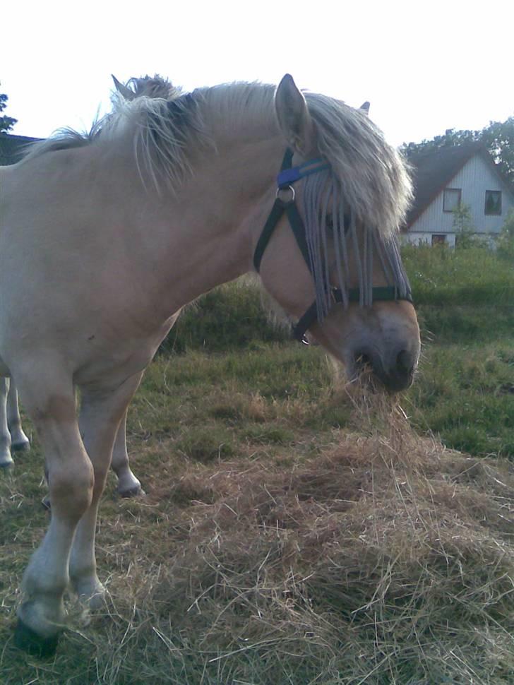 Fjordhest Schweppes billede 5