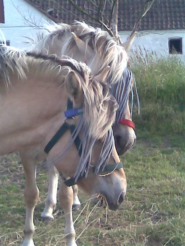 Fjordhest Schweppes billede 6