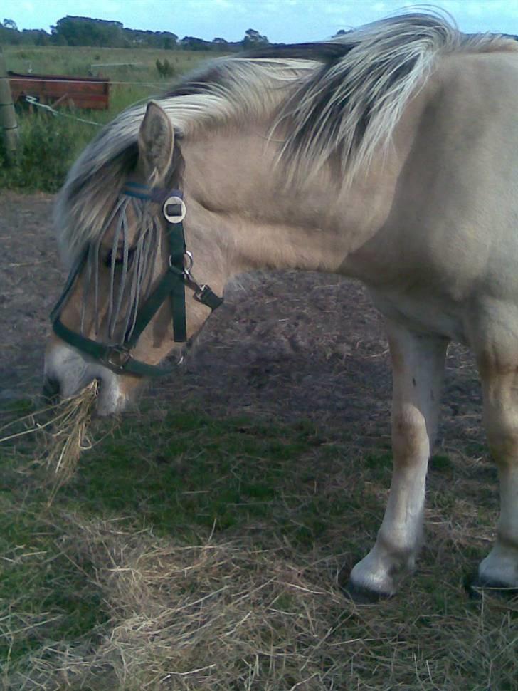 Fjordhest Schweppes billede 7