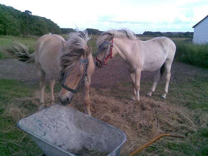 Fjordhest Schweppes billede 8