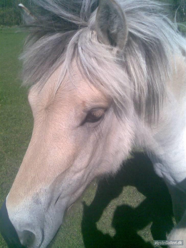 Fjordhest Soffí billede 1