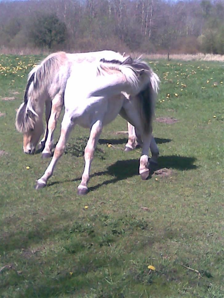 Fjordhest Soffí billede 2