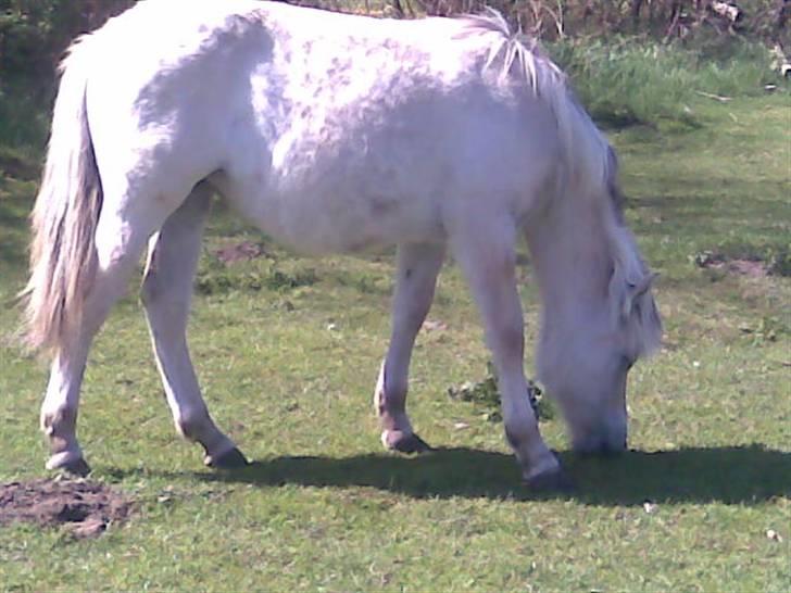 Fjordhest Soffí billede 3