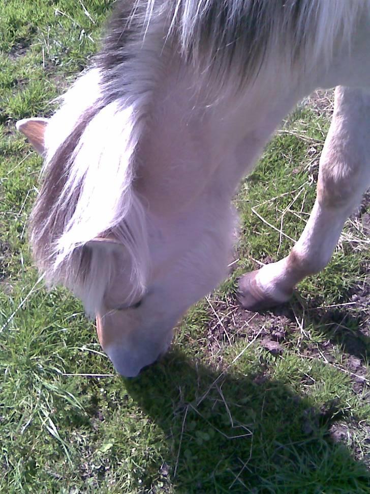 Fjordhest Soffí billede 4