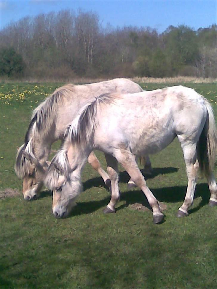 Fjordhest Soffí billede 5