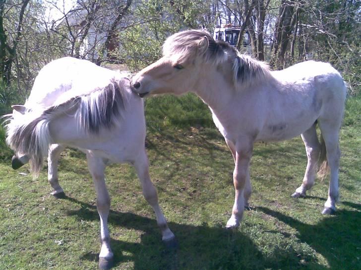 Fjordhest Soffí billede 6