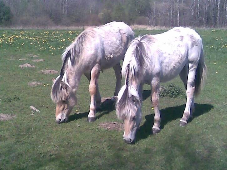 Fjordhest Soffí billede 7