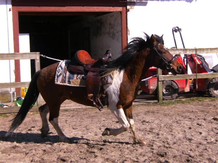 Pinto mr.segal  SOLGT billede 9