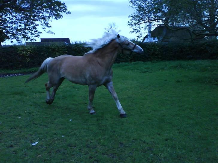 Haflinger Nissan *solgt* - Nissan<3 billede 1