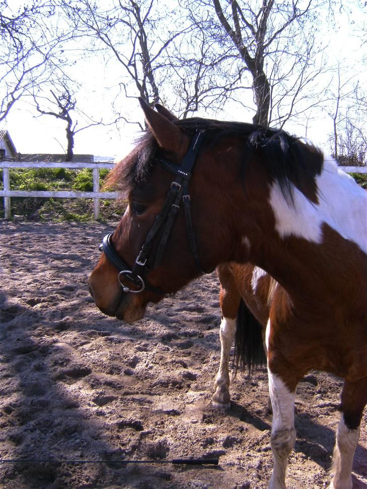 Pinto mr.segal  SOLGT billede 17