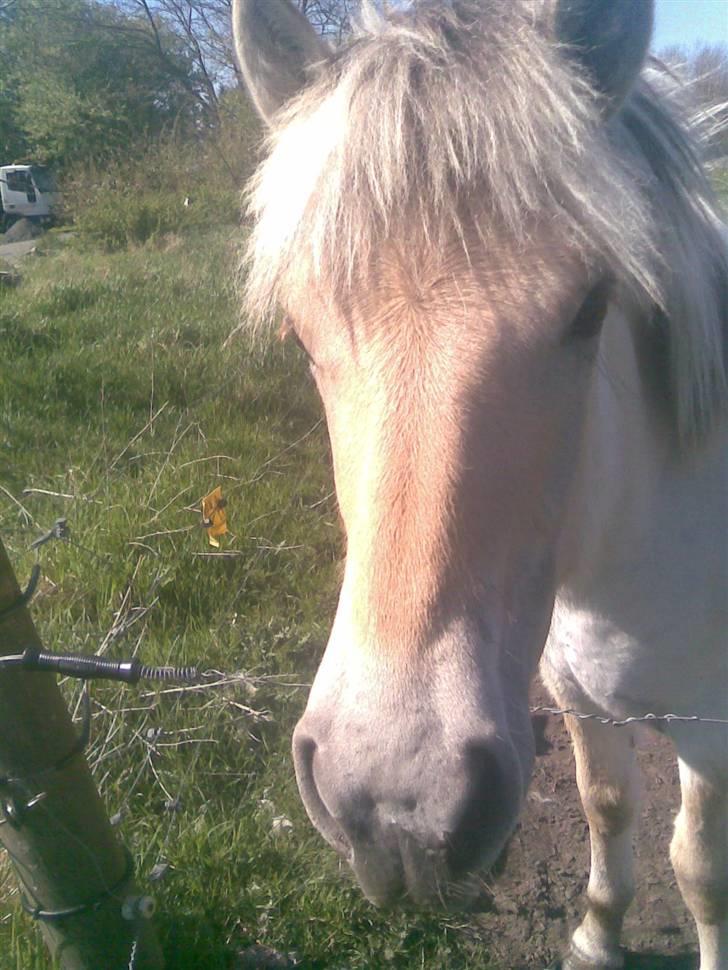 Fjordhest Soffí billede 8