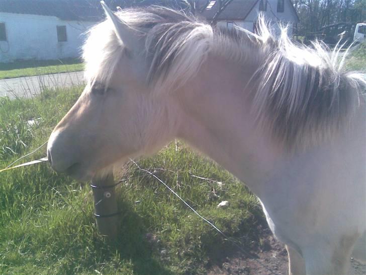 Fjordhest Soffí billede 9