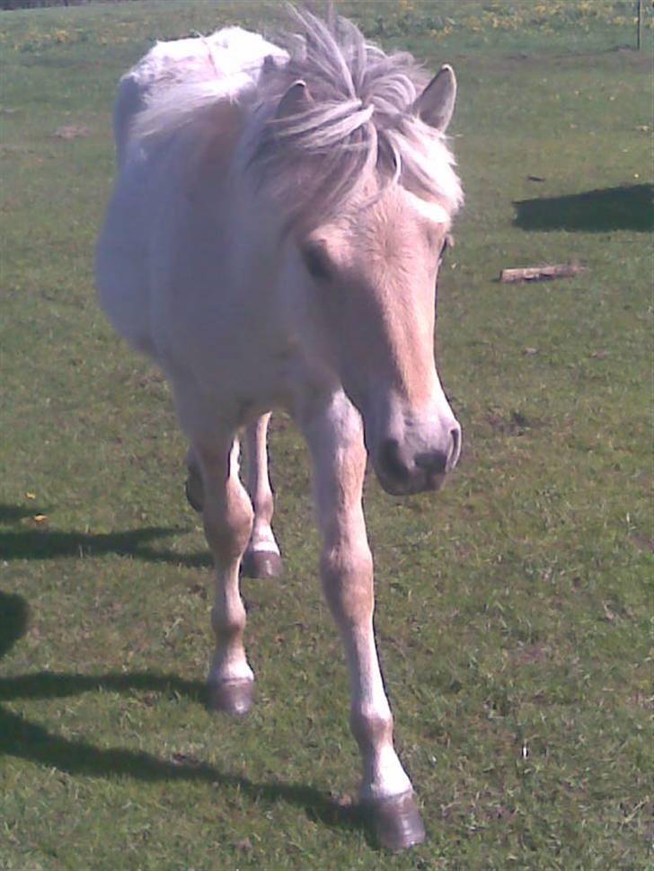Fjordhest Soffí billede 10