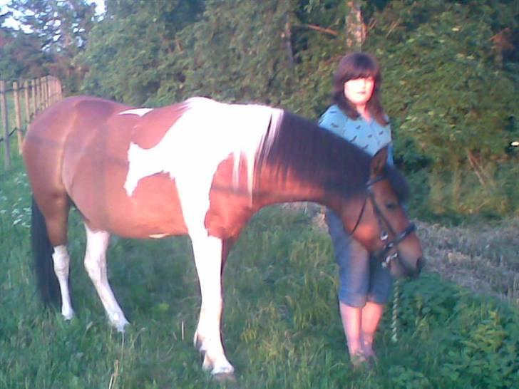 Pinto mr.segal  SOLGT billede 20