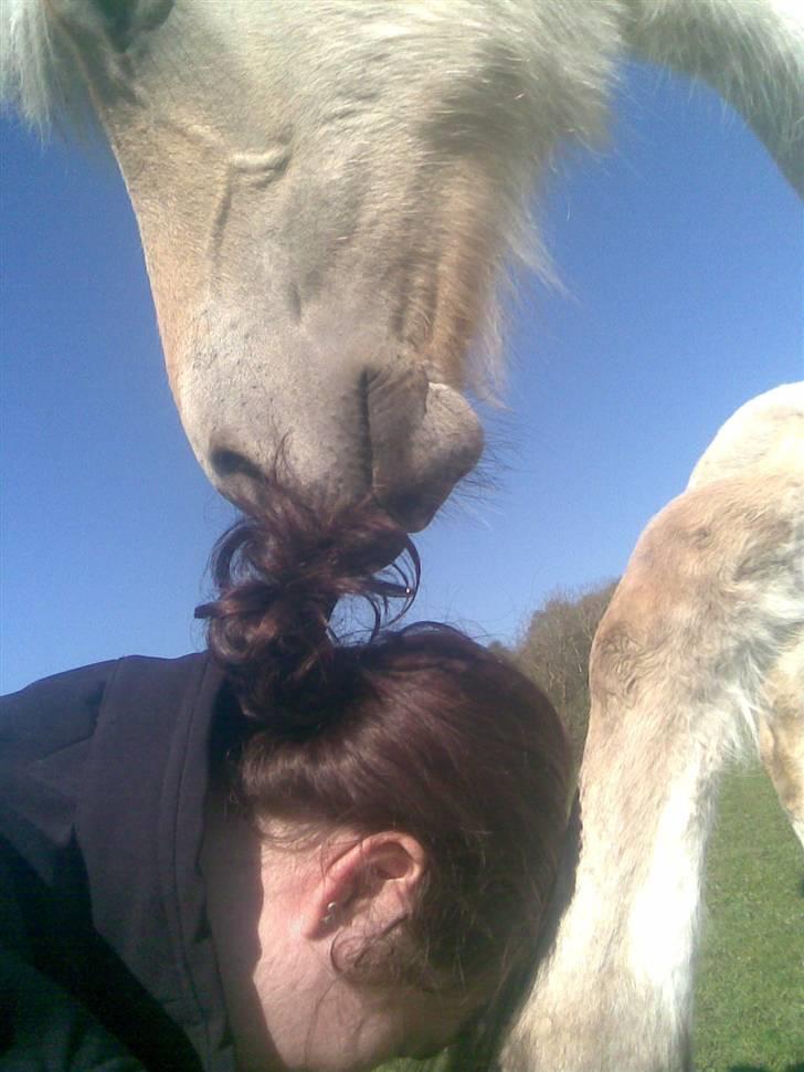 Fjordhest Soffí billede 11