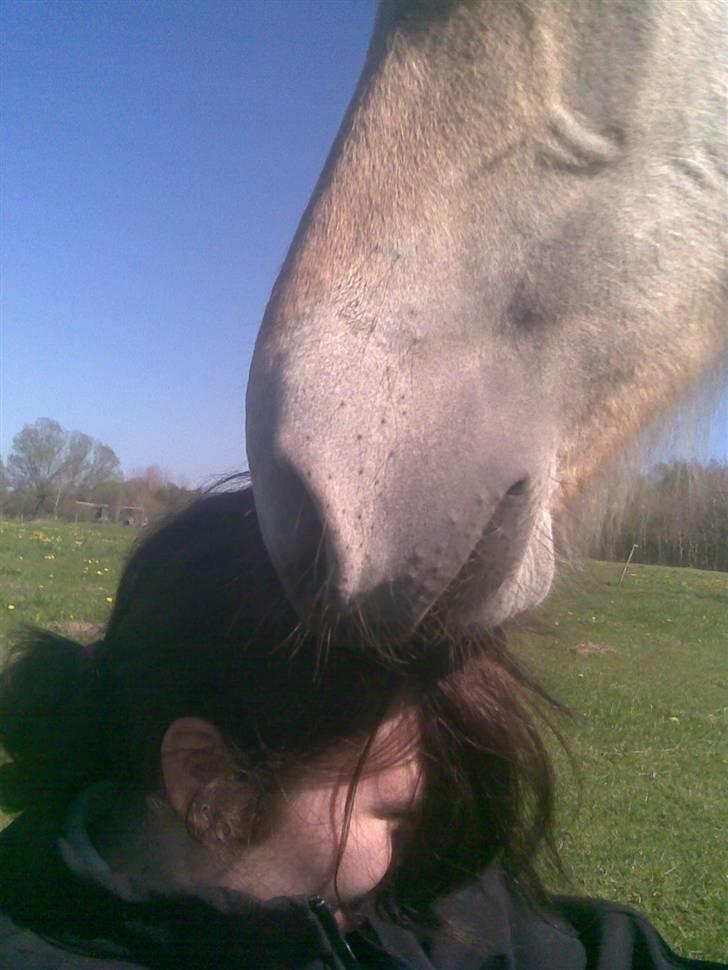 Fjordhest Soffí billede 12