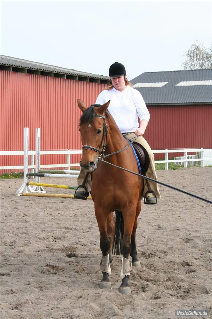 Dansk Varmblod Højvangs Bellisimo (Gismo R.I.P) - Tilridning af Gismo. billede 4