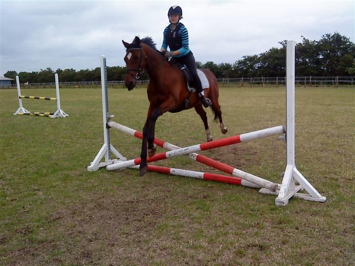 Trakehner Urban<3 *Gammel part* - Se han kan flyve..  xD billede 6