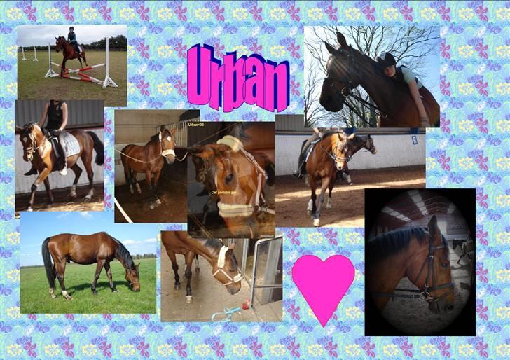 Trakehner Urban<3 *Gammel part* - billeder<3 billede 7