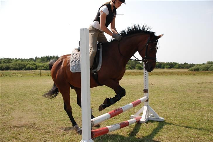 Trakehner Urban<3 *Gammel part* - spring<33 billede 10