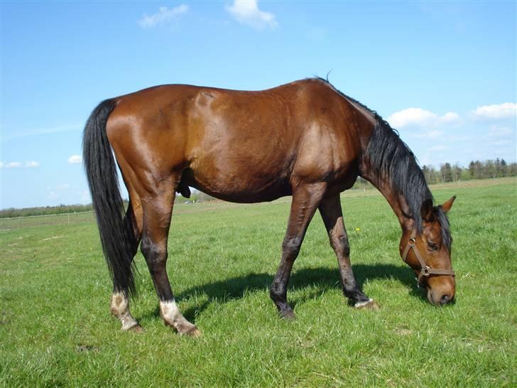 Trakehner Urban<3 *Gammel part* - Endelig på fold igen..  <3 billede 11