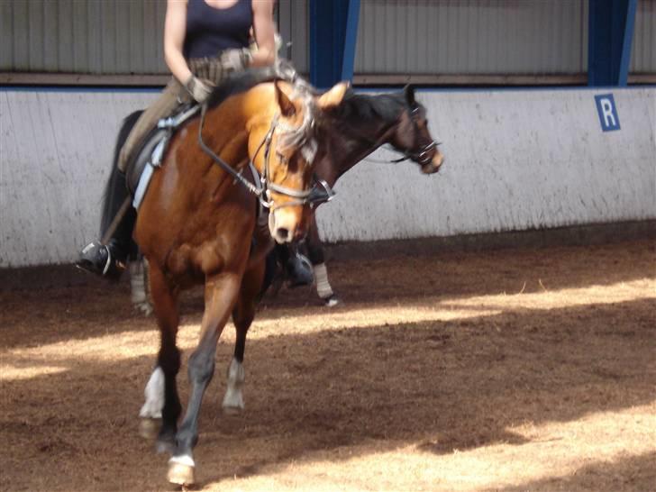 Trakehner Urban<3 *Gammel part* - urban <33 billede 13