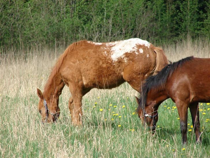 Knabstrupper kjemtrups La Rokka billede 13