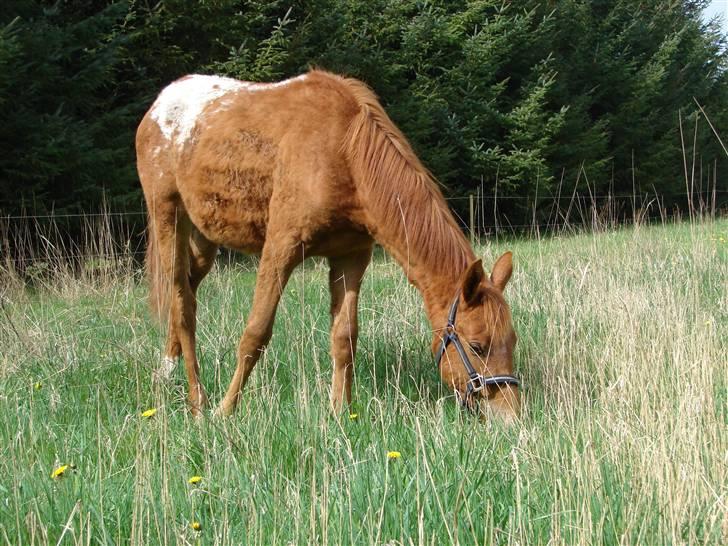 Knabstrupper kjemtrups La Rokka - Man er vel en uldtot efter at ha gået i løsdrift en hel vinter ;-) billede 14